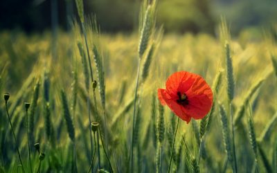 La amapola lo sabe todo